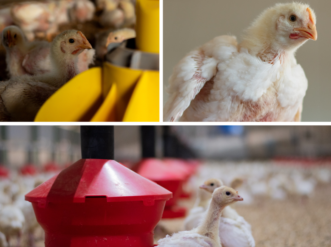 Design sans titre (1)